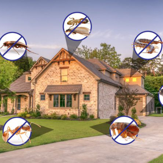Pest Control Services in AP & TS